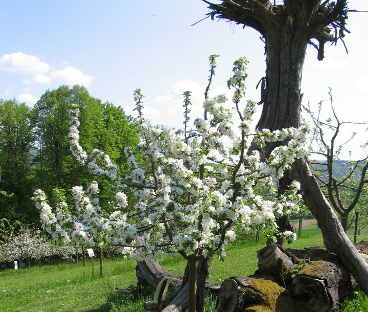 Naturschauspiel Obstgarten im Obstparadies Kalch